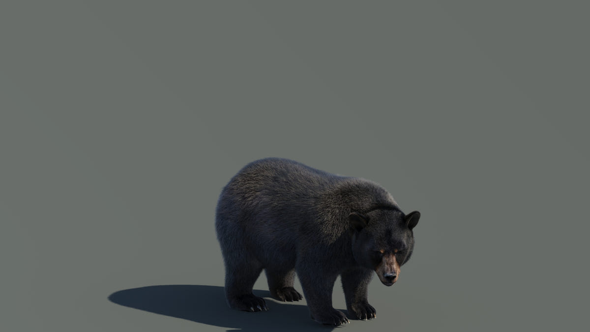 Animated Black Bear 3D Model - Hair and Fur | Advanced - 360 Degree View