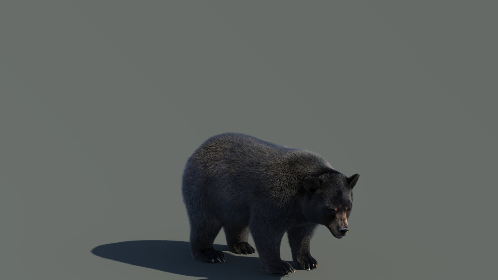 Animated Black Bear 3D Model with Fur Advanced 360° view 4 frame 4
