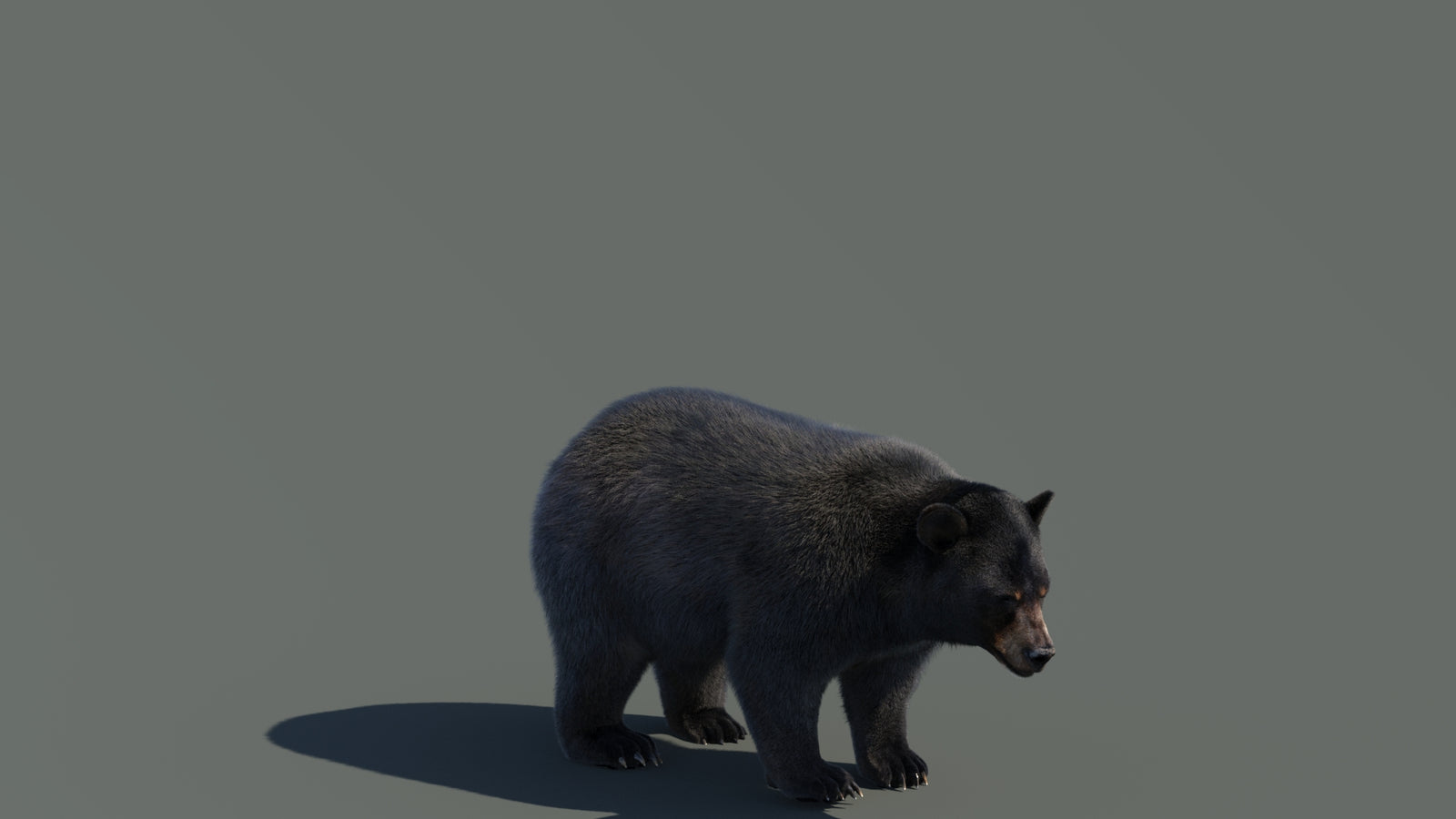 Animated Black Bear 3D Model with Fur Advanced 360° view 4 frame 7