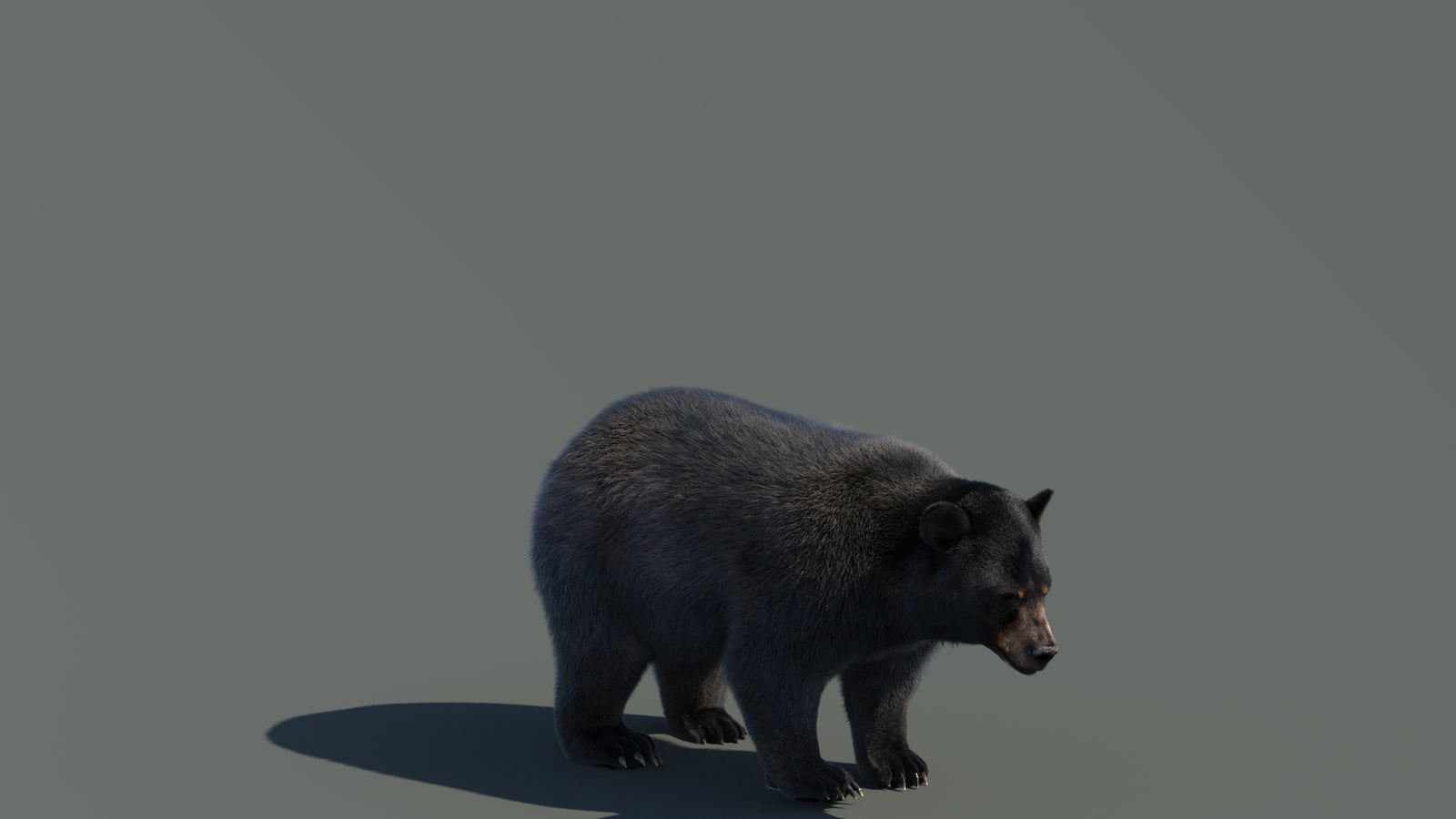 Animated Black Bear 3D Model with Fur Advanced 360° view 4 frame 11