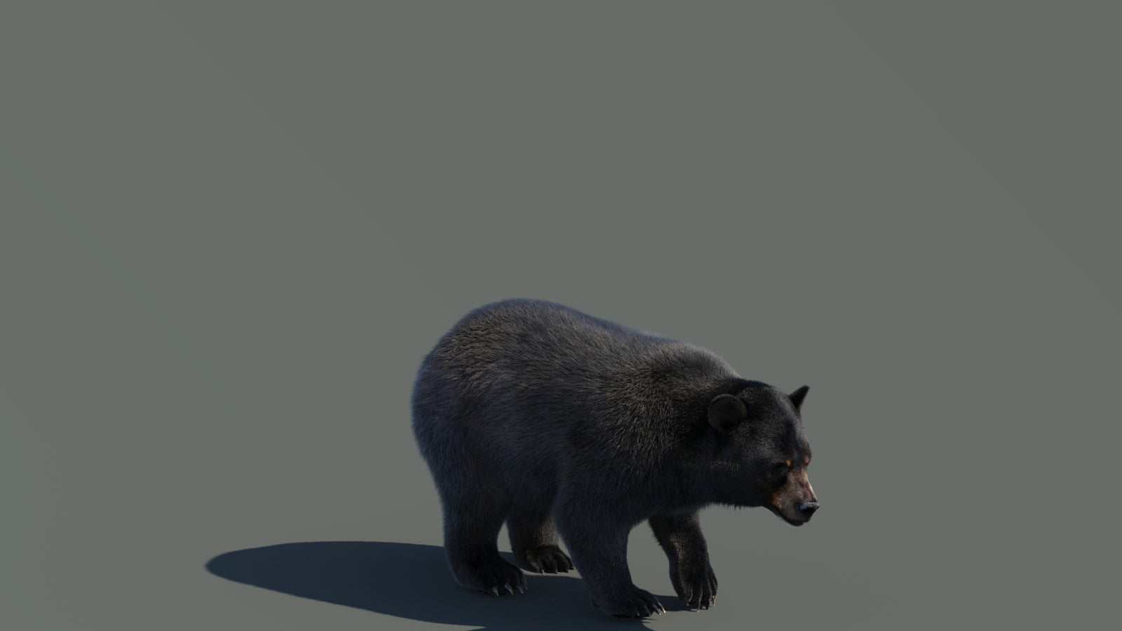 Animated Black Bear 3D Model with Fur Advanced 360° view 4 frame 15