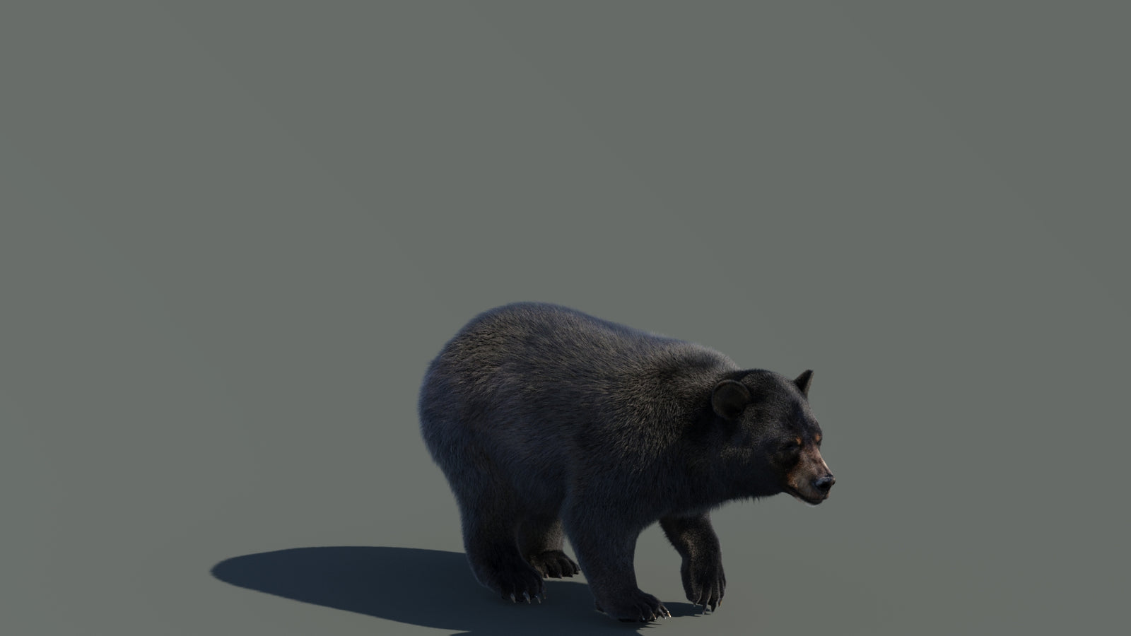 Animated Black Bear 3D Model with Fur Advanced 360° view 4 frame 16