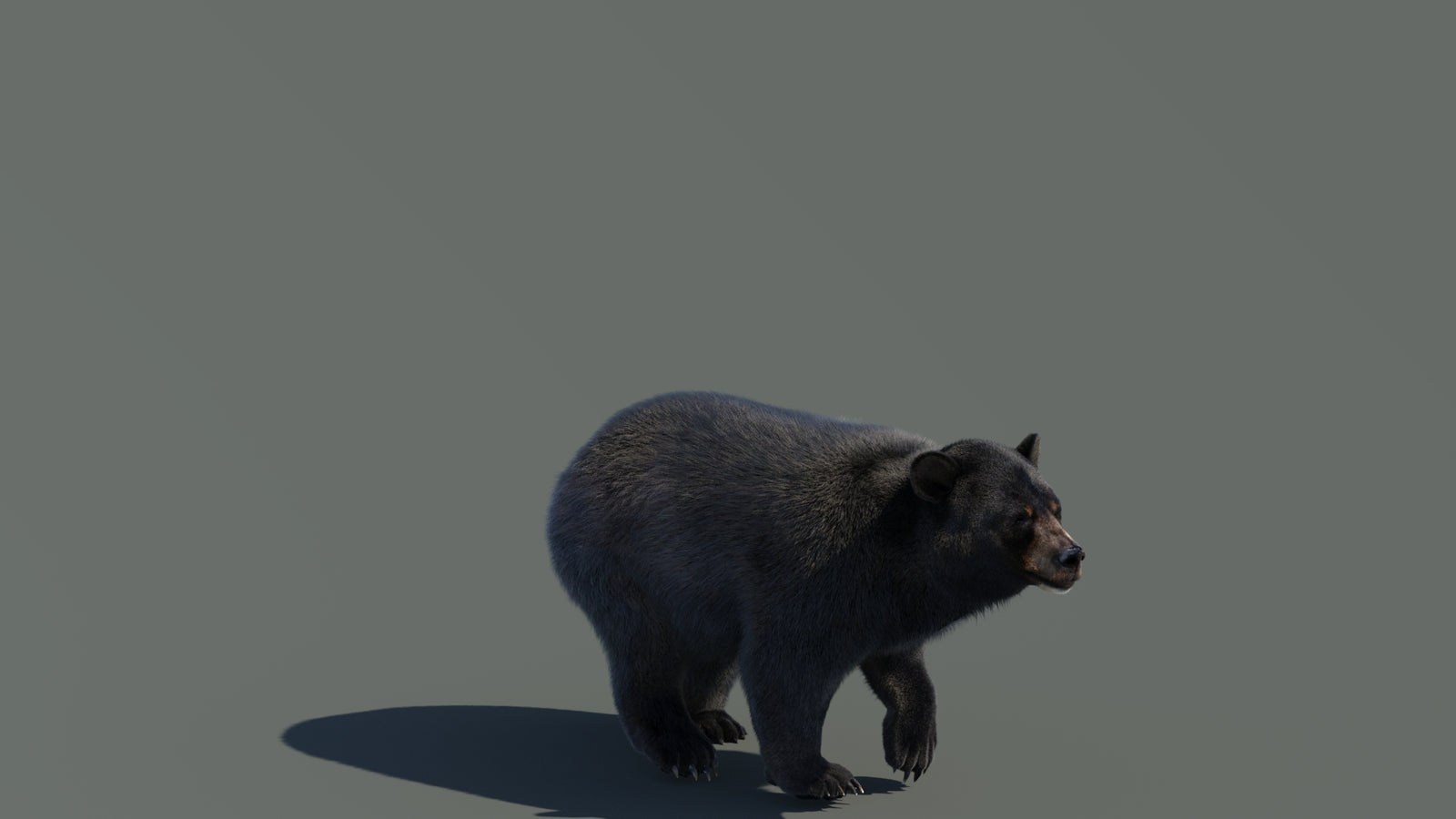 Animated Black Bear 3D Model with Fur Advanced 360° view 4 frame 17