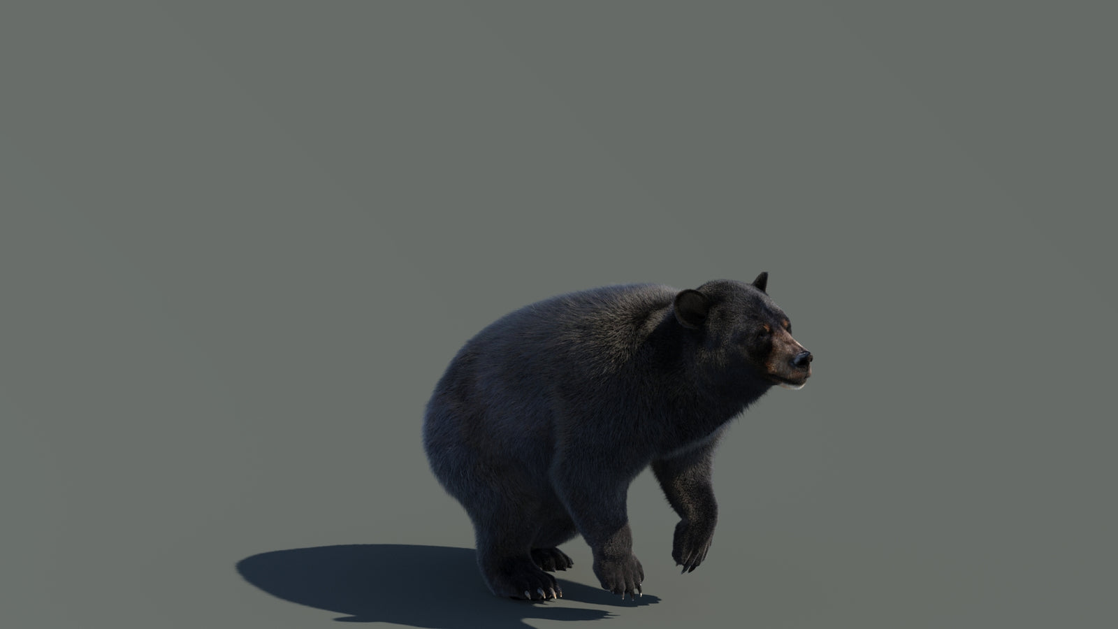 Animated Black Bear 3D Model with Fur Advanced 360° view 4 frame 20