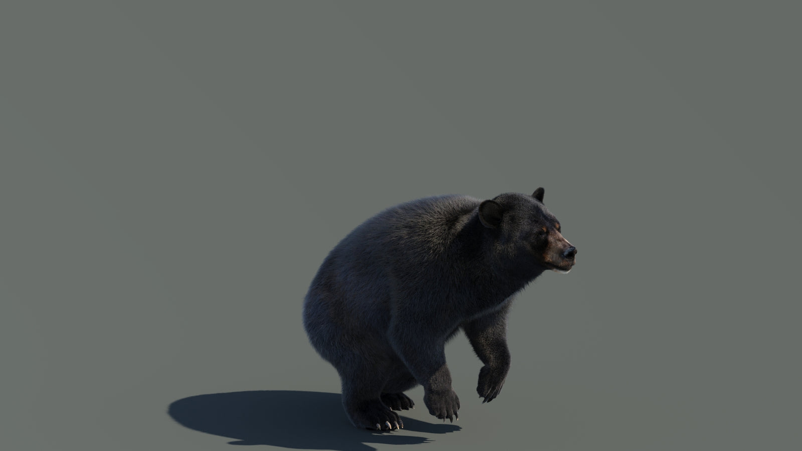 Animated Black Bear 3D Model with Fur Advanced 360° view 4 frame 21
