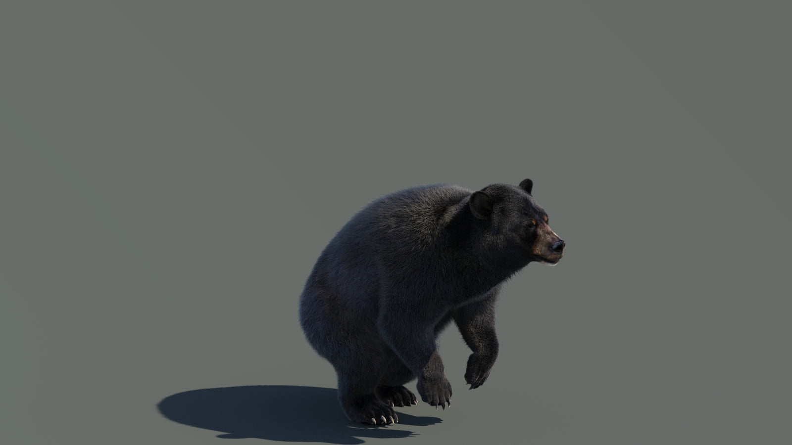 Animated Black Bear 3D Model with Fur Advanced 360° view 4 frame 22