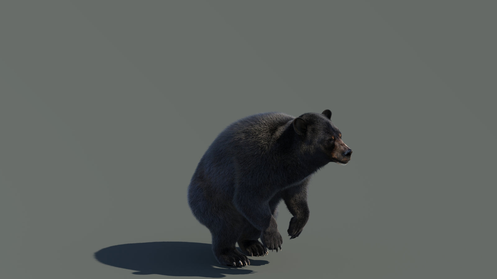 Animated Black Bear 3D Model with Fur Advanced 360° view 4 frame 23