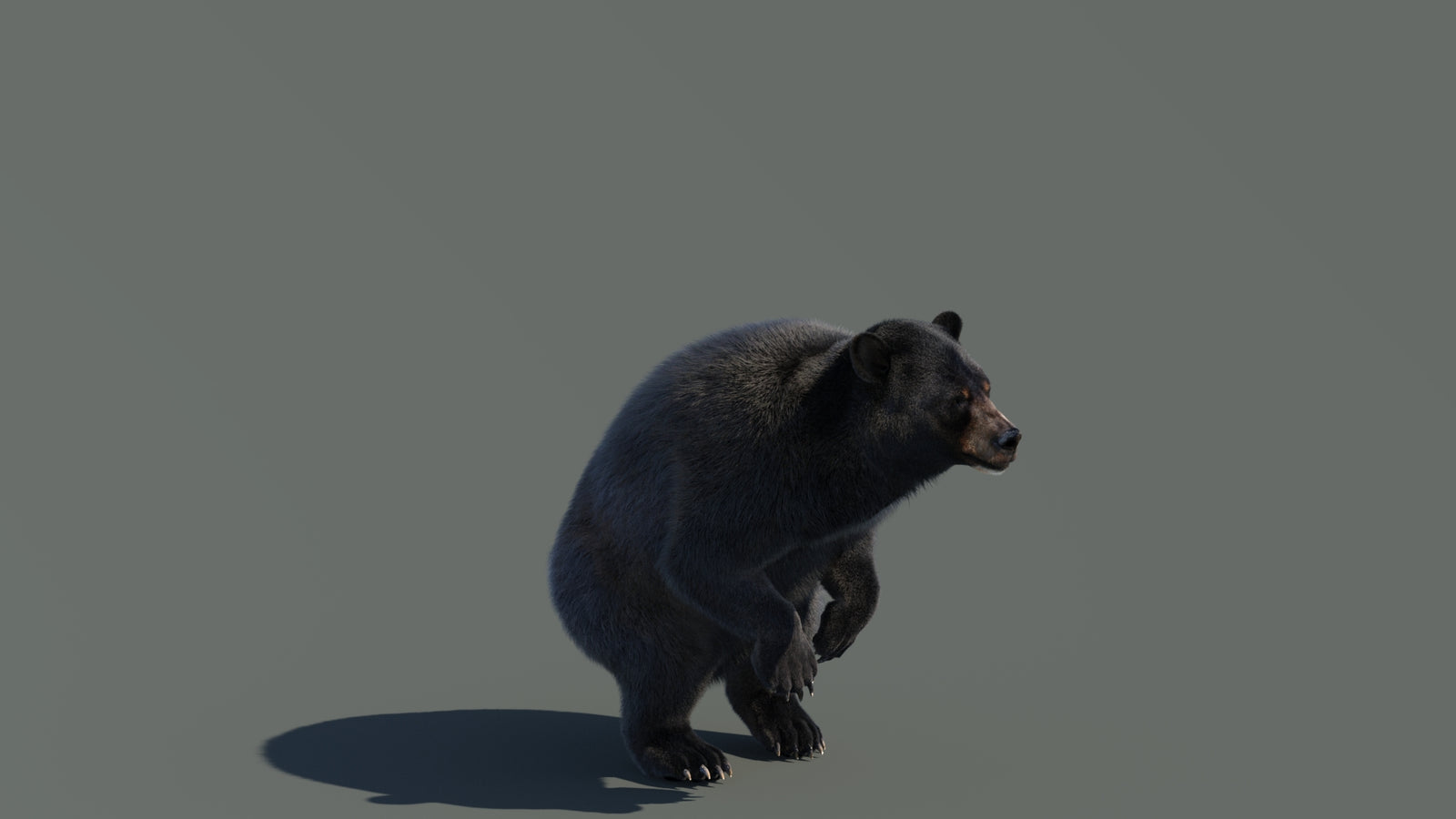 Animated Black Bear 3D Model with Fur Advanced 360° view 4 frame 26