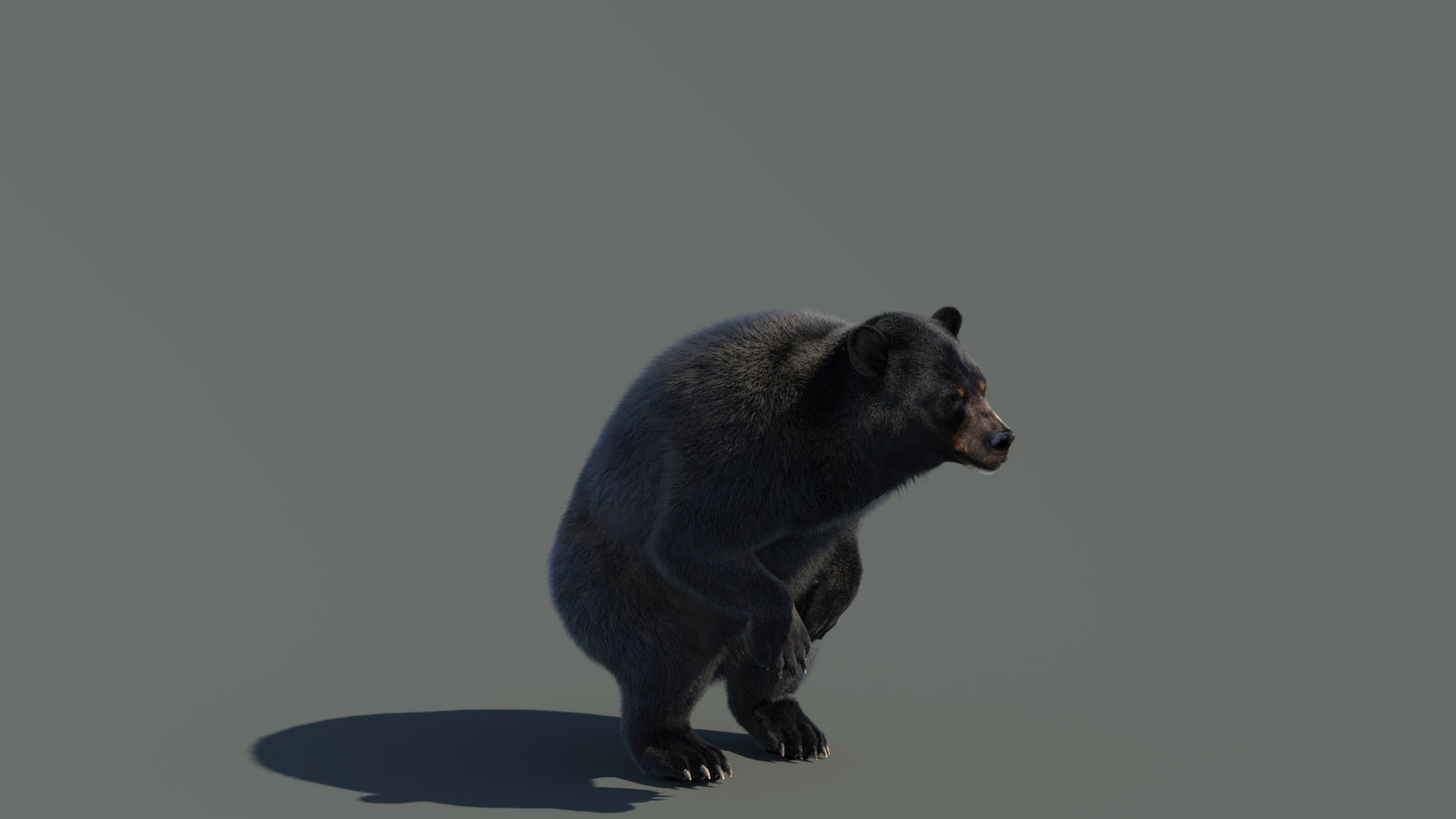 Animated Black Bear 3D Model with Fur Advanced 360° view 4 frame 28