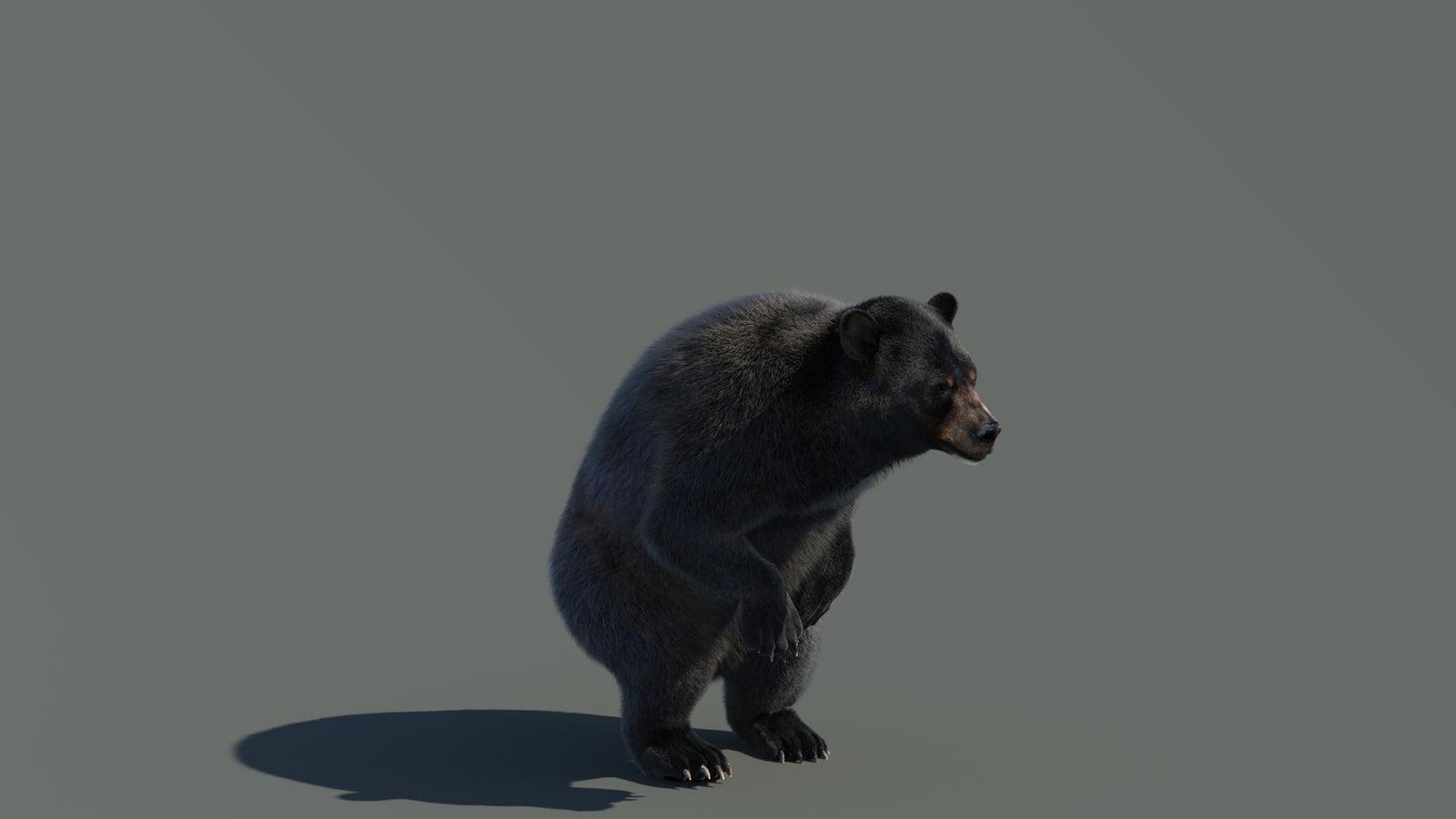 Animated Black Bear 3D Model with Fur Advanced 360° view 4 frame 30