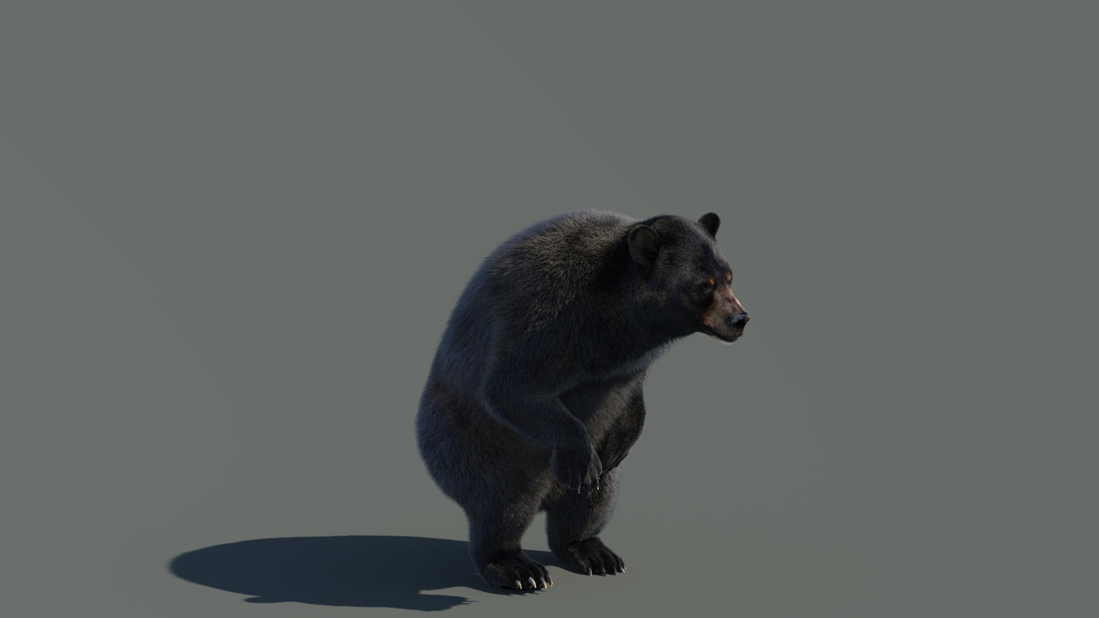 Animated Black Bear 3D Model with Fur Advanced 360° view 4 frame 31