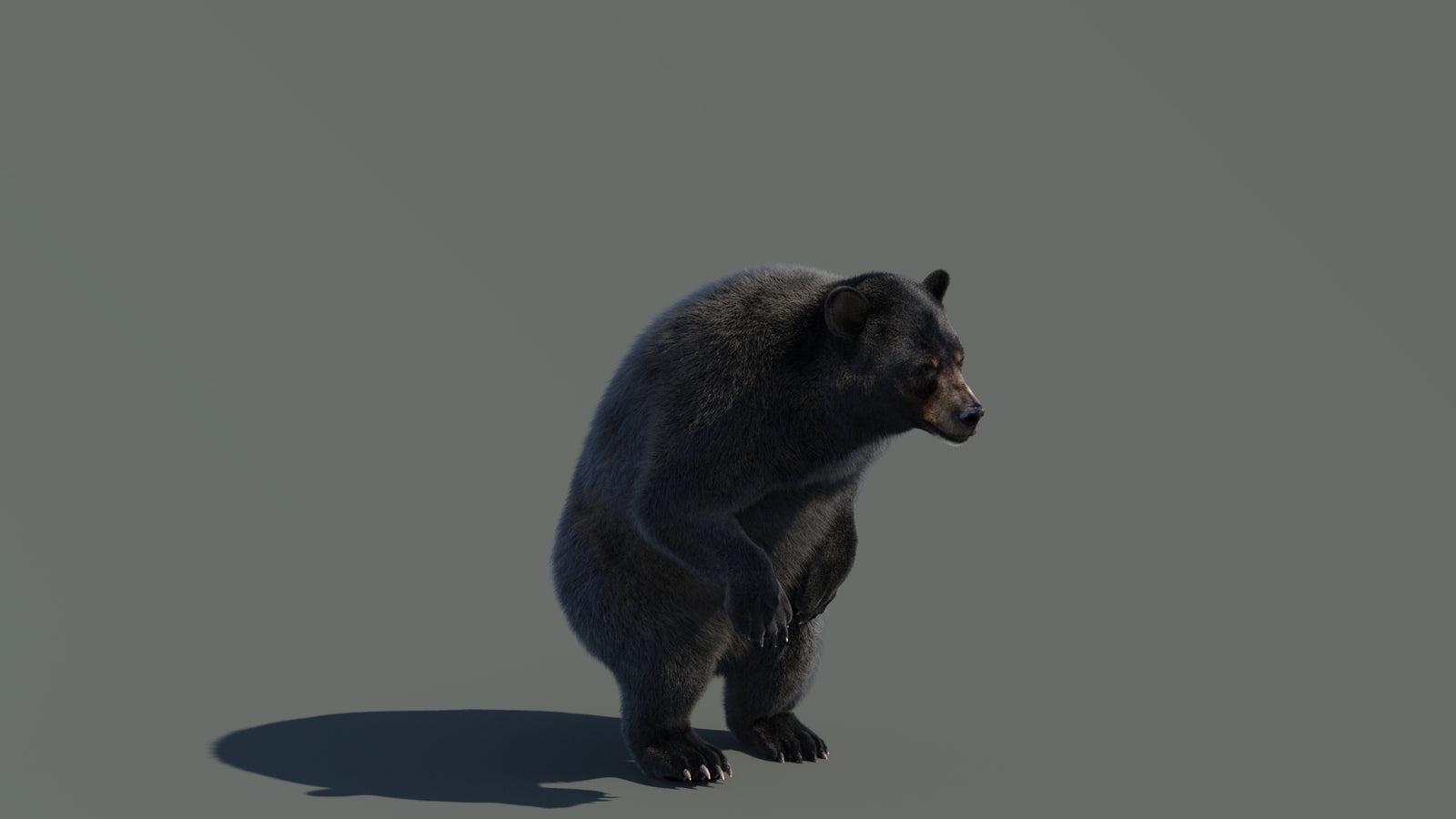 Animated Black Bear 3D Model with Fur Advanced 360° view 4 frame 32
