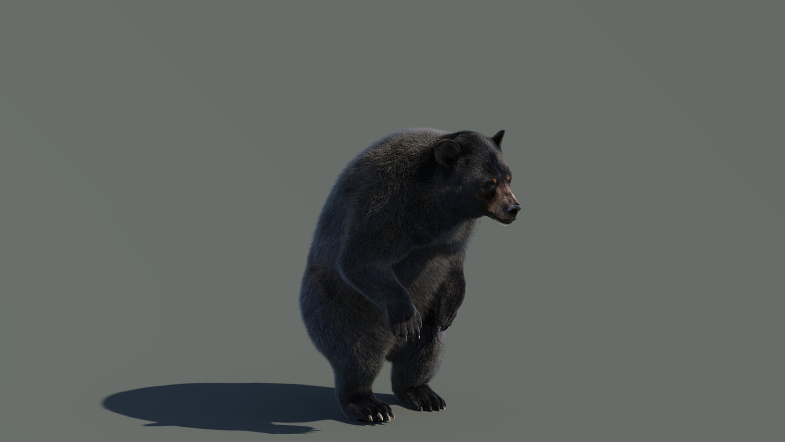 Animated Black Bear 3D Model with Fur Advanced 360° view 4 frame 34