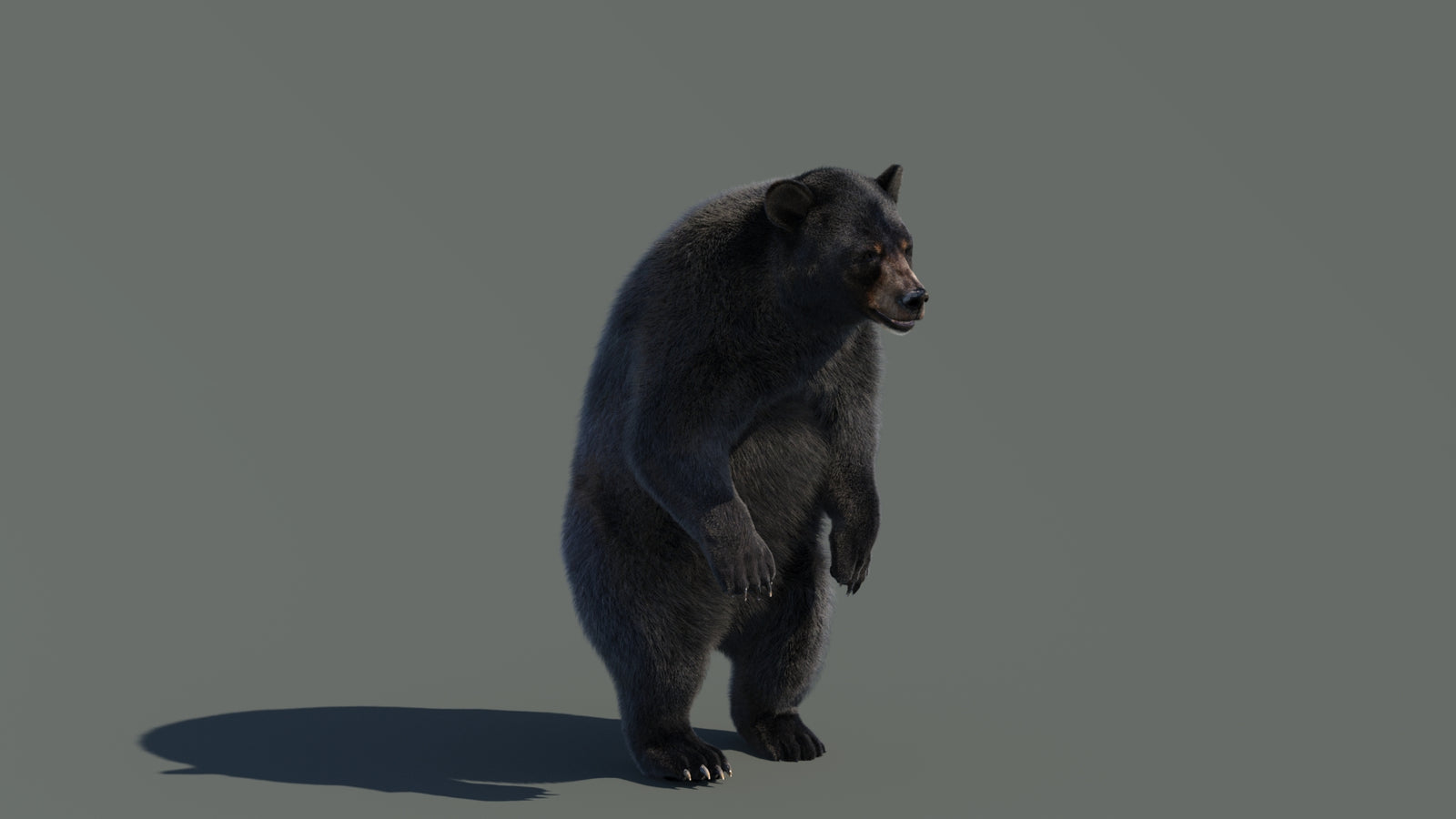 Animated Black Bear 3D Model with Fur Advanced 360° view 4 frame 38