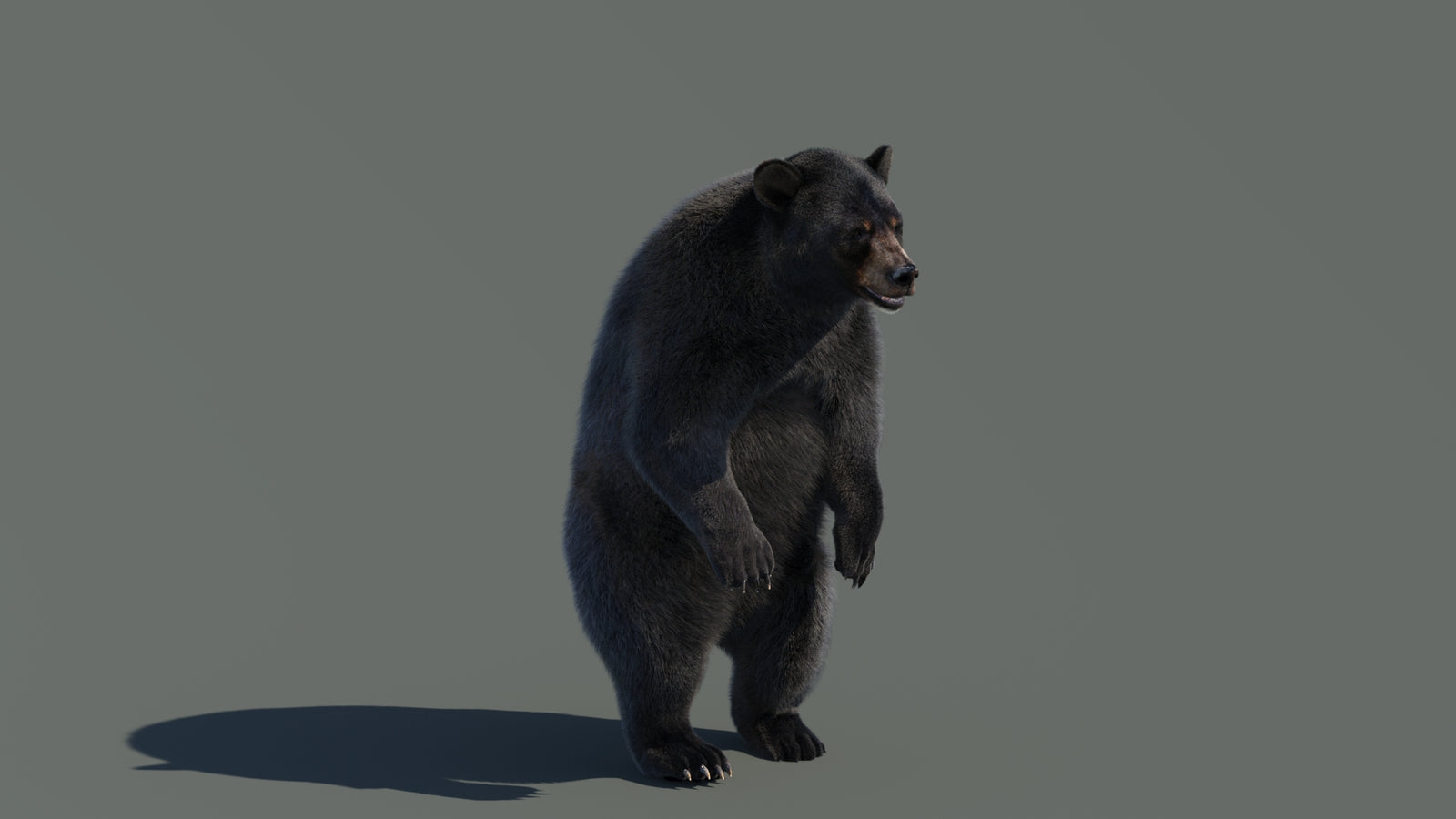 Animated Black Bear 3D Model with Fur Advanced 360° view 4 frame 39