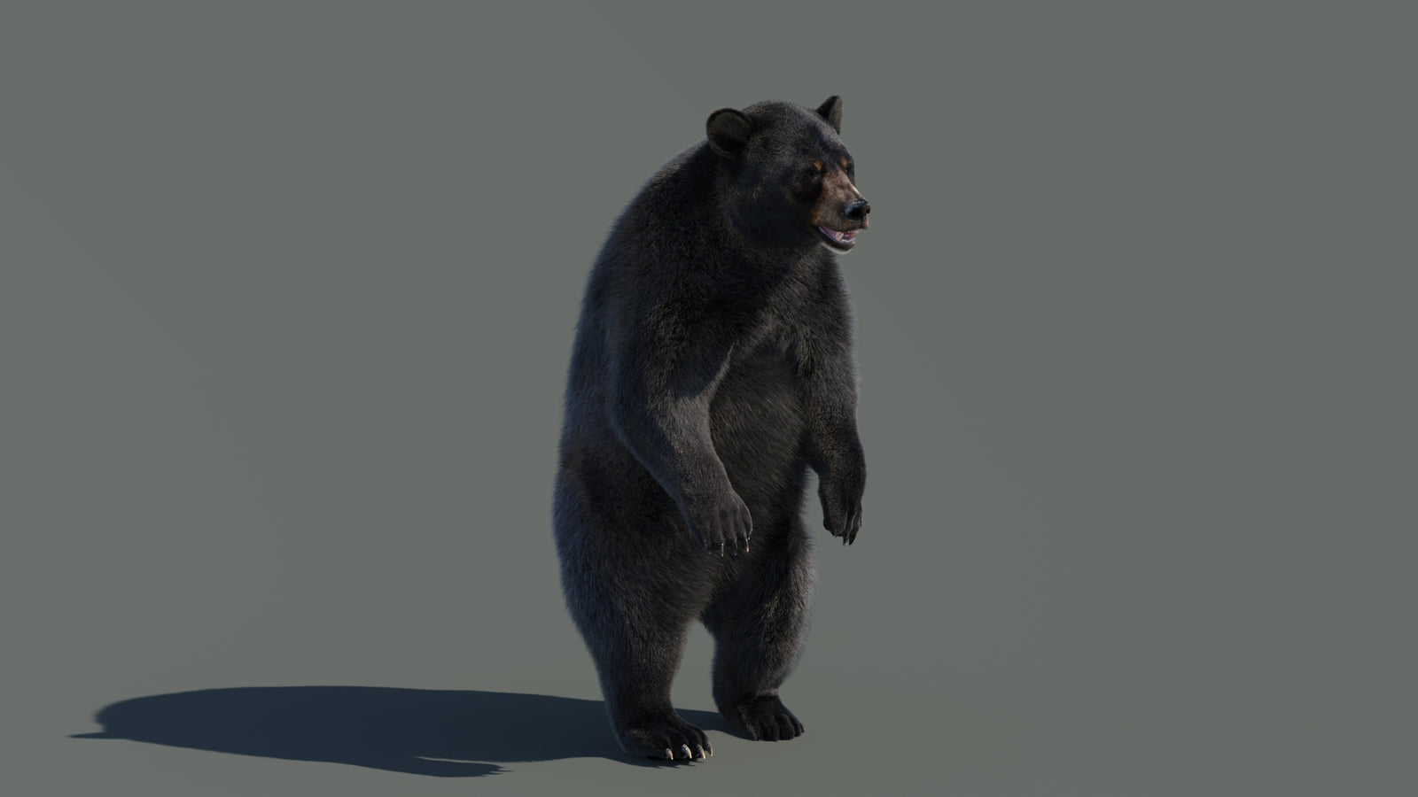 Animated Black Bear 3D Model with Fur Advanced 360° view 4 frame 42