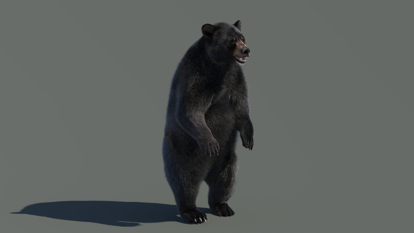 Animated Black Bear 3D Model with Fur Advanced 360° view 4 frame 45