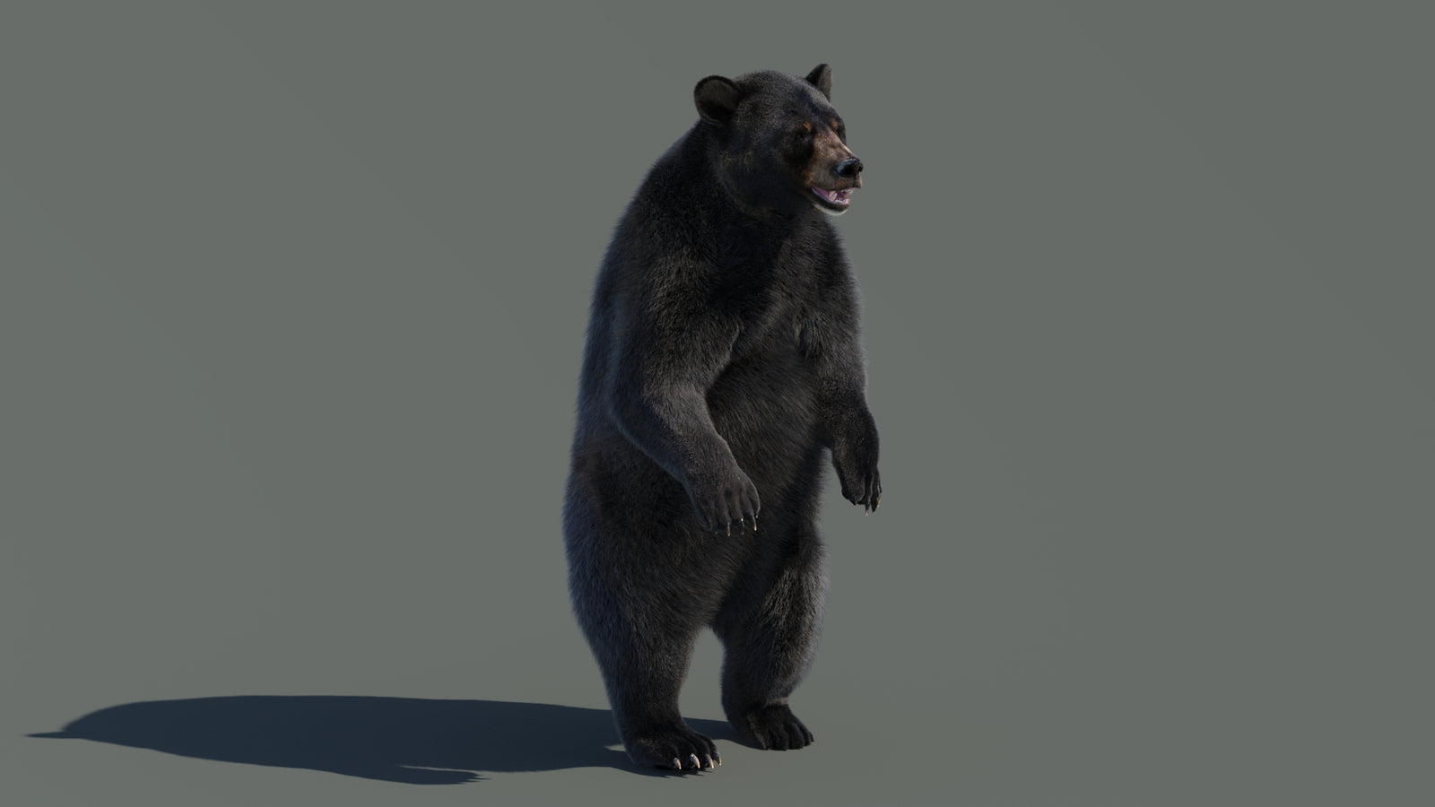 Animated Black Bear 3D Model with Fur Advanced 360° view 4 frame 46