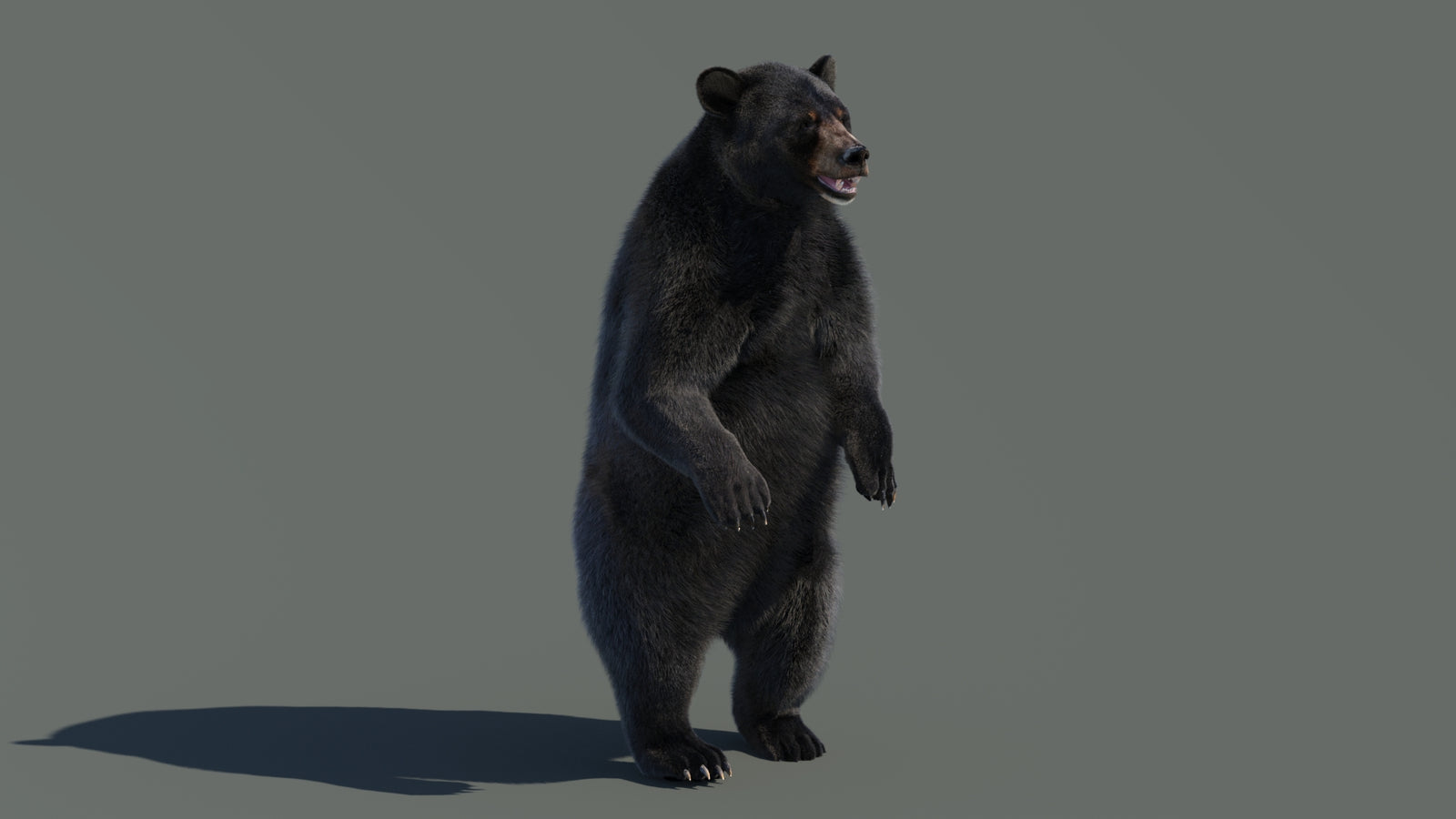 Animated Black Bear 3D Model with Fur Advanced 360° view 4 frame 48