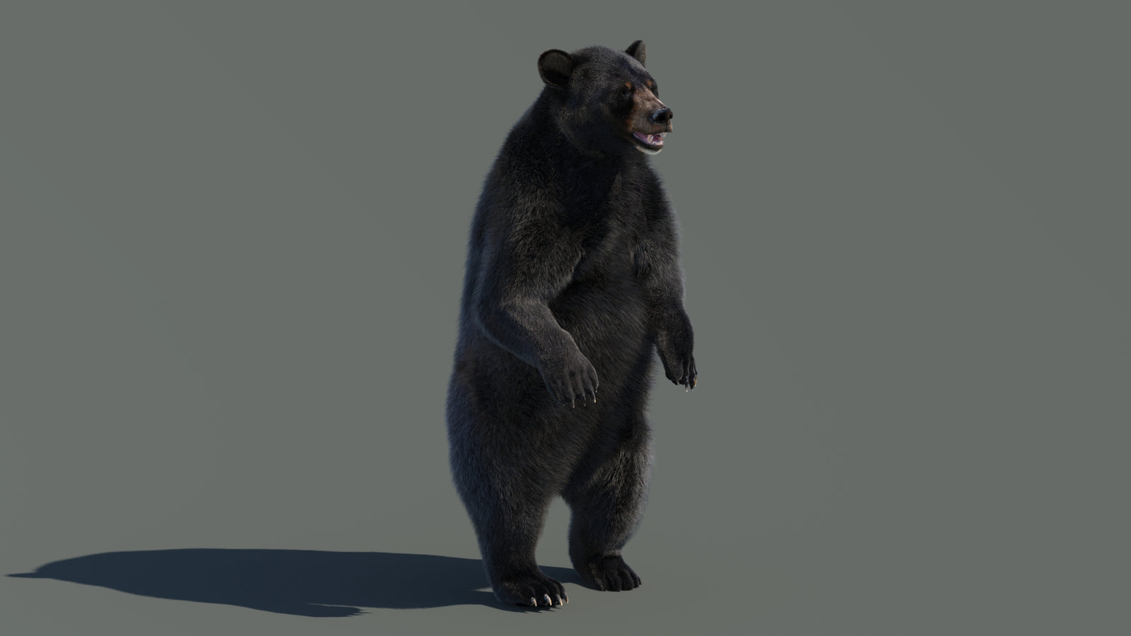 Animated Black Bear 3D Model with Fur Advanced 360° view 4 frame 49