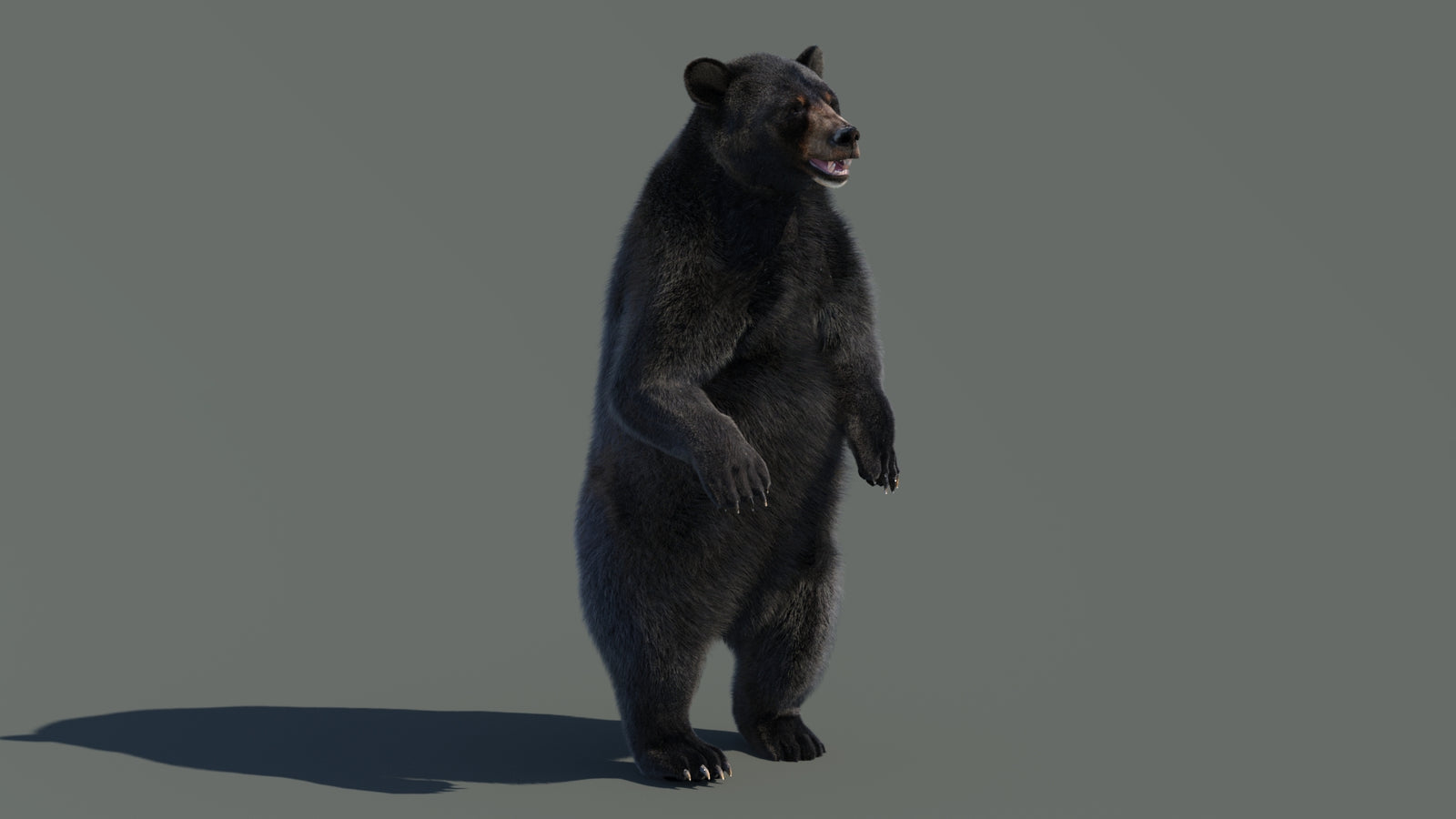 Animated Black Bear 3D Model with Fur Advanced 360° view 4 frame 51