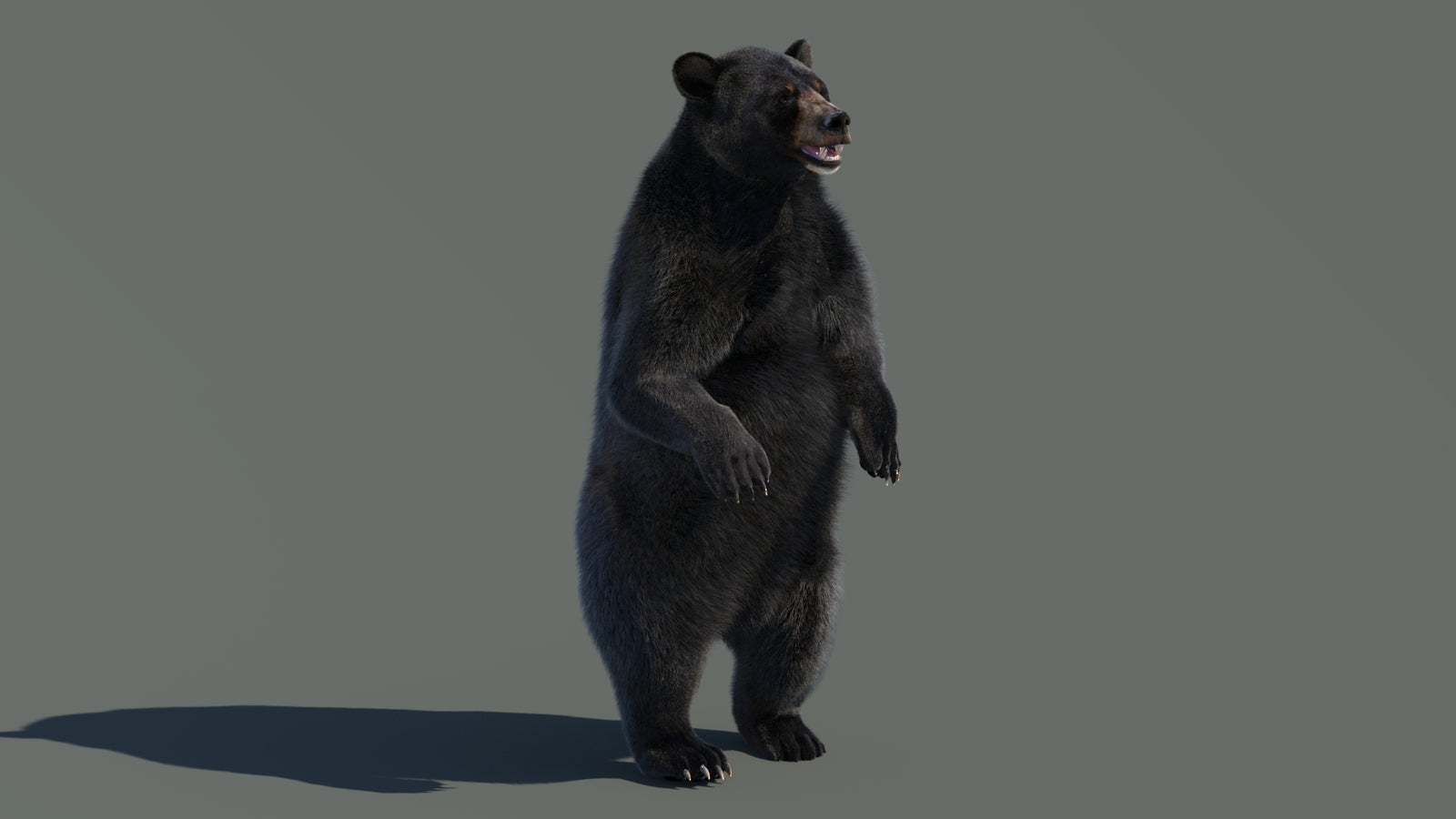 Animated Black Bear 3D Model with Fur Advanced 360° view 4 frame 53