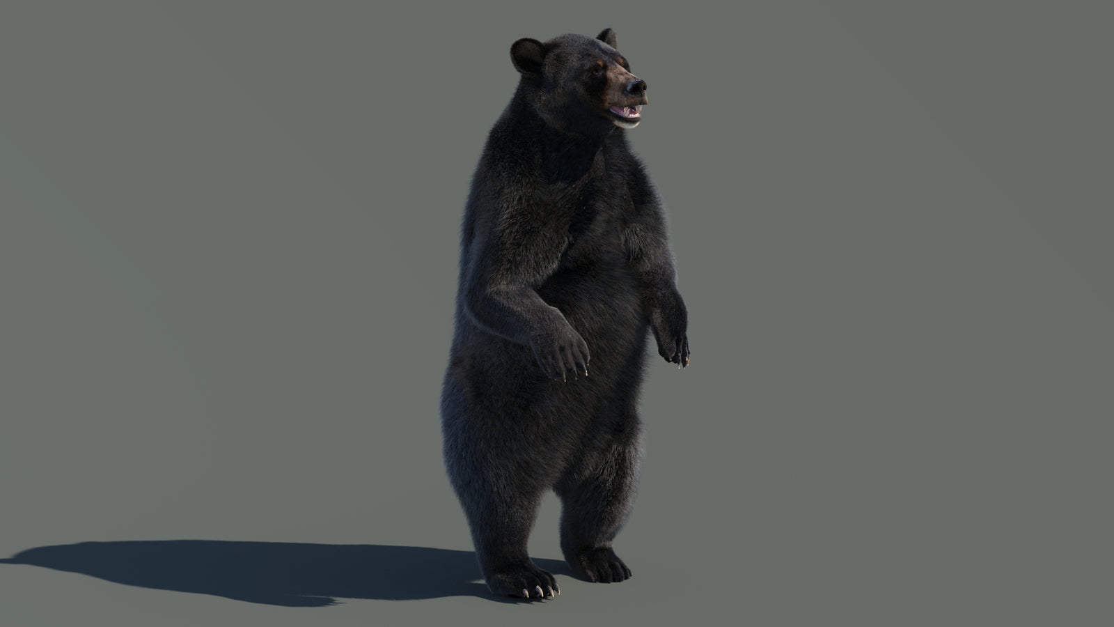 Animated Black Bear 3D Model with Fur Advanced 360° view 4 frame 54