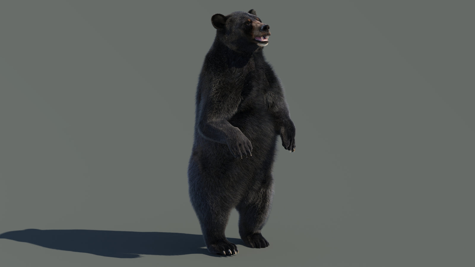 Animated Black Bear 3D Model with Fur Advanced 360° view 4 frame 59