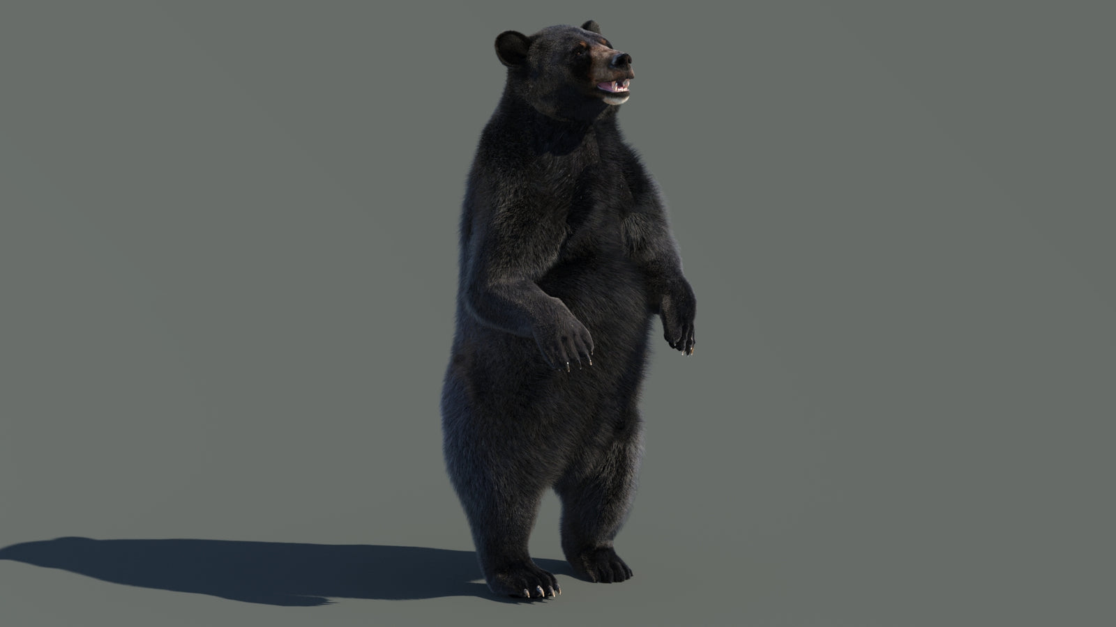 Animated Black Bear 3D Model with Fur Advanced 360° view 4 frame 61