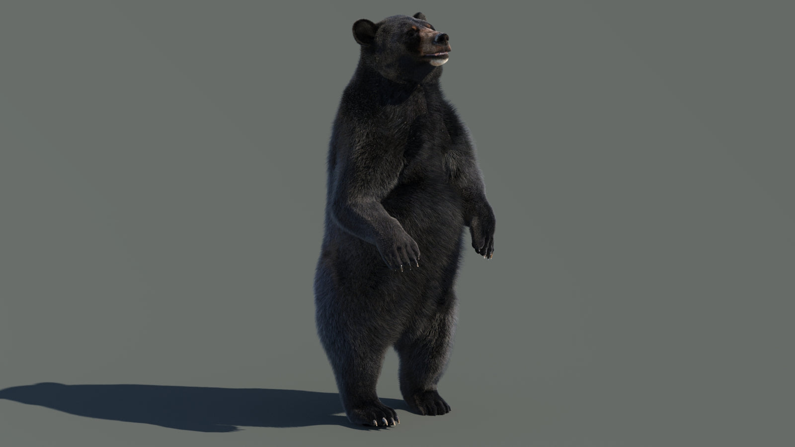 Animated Black Bear 3D Model with Fur Advanced 360° view 4 frame 66