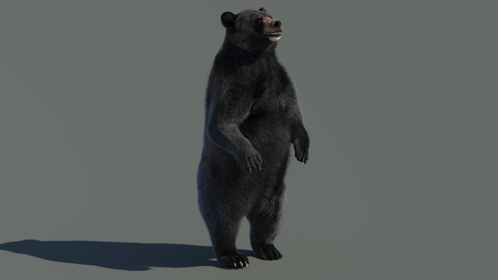 Animated Black Bear 3D Model with Fur Advanced 360° view 4 frame 67