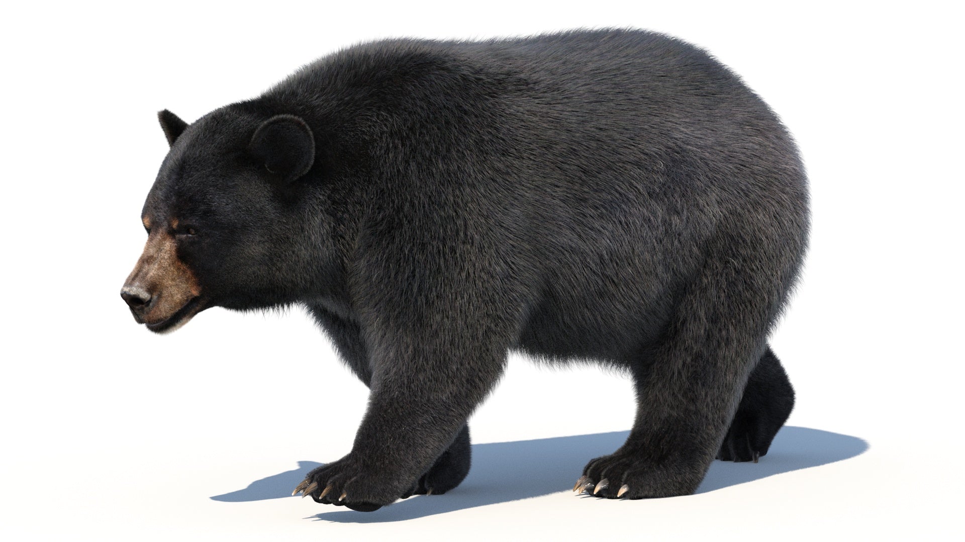 Animated Black Bear 3D Model with Fur Advanced - 360 Degree View