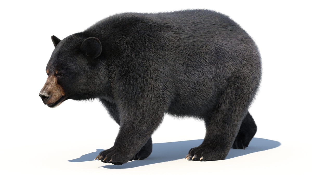 Animated Black Bear 3D Model - Hair and Fur | Advanced - 360 Degree View