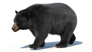 pmx-360-2 Thumbnail