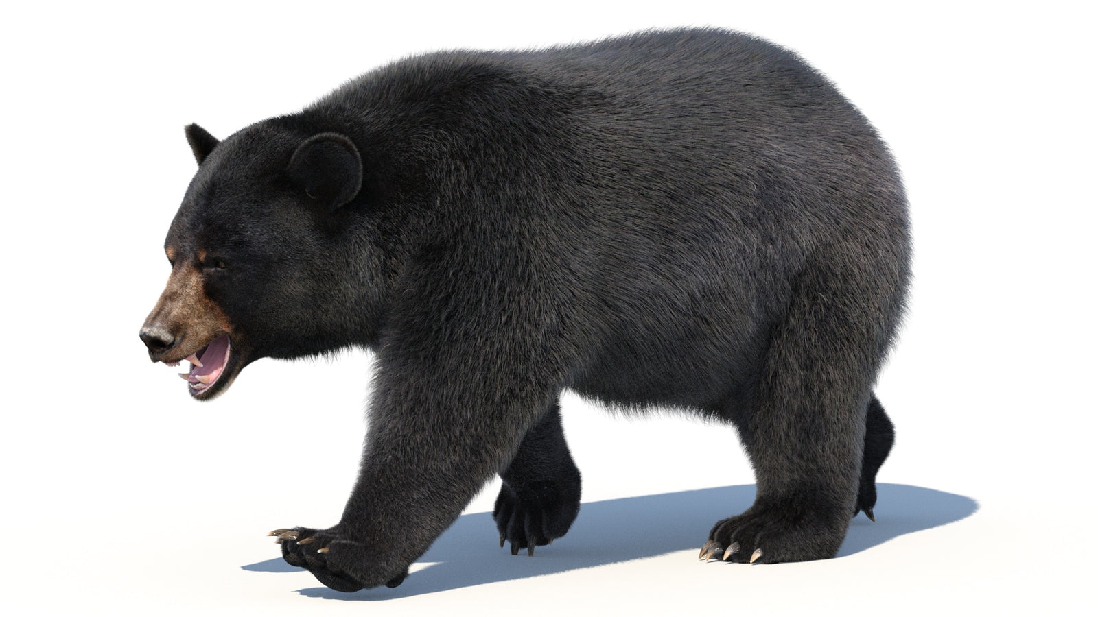Animated Black Bear 3D Model with Fur Advanced 360° view 2 frame 5