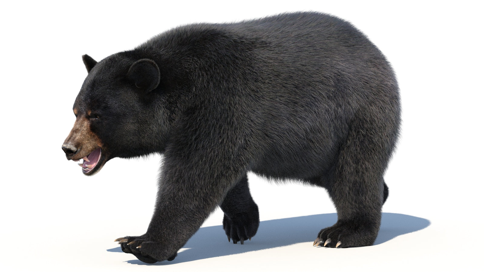 Animated Black Bear 3D Model with Fur Advanced 360° view 2 frame 6