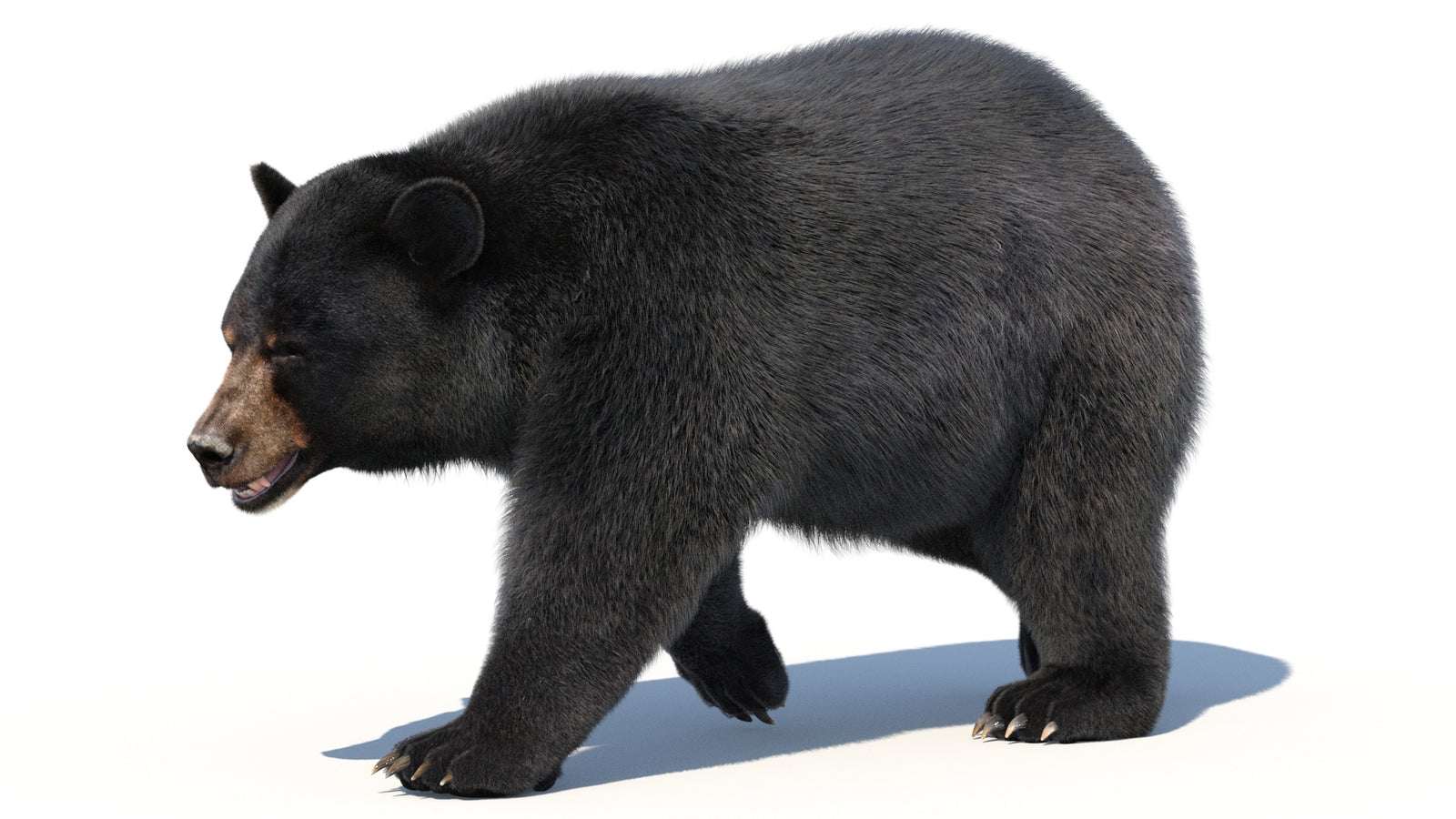 Animated Black Bear 3D Model with Fur Advanced 360° view 2 frame 8