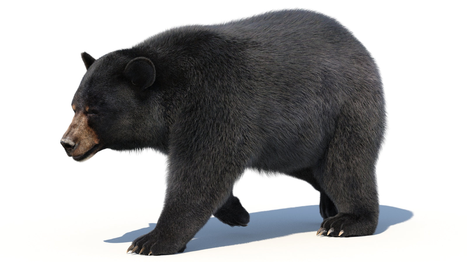 Animated Black Bear 3D Model with Fur Advanced 360° view 2 frame 9