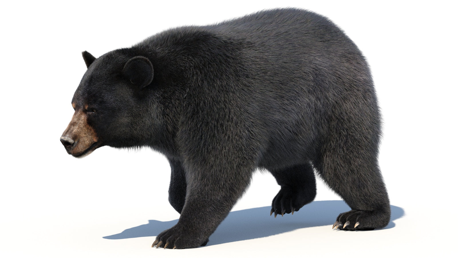 Animated Black Bear 3D Model with Fur Advanced 360° view 2 frame 14