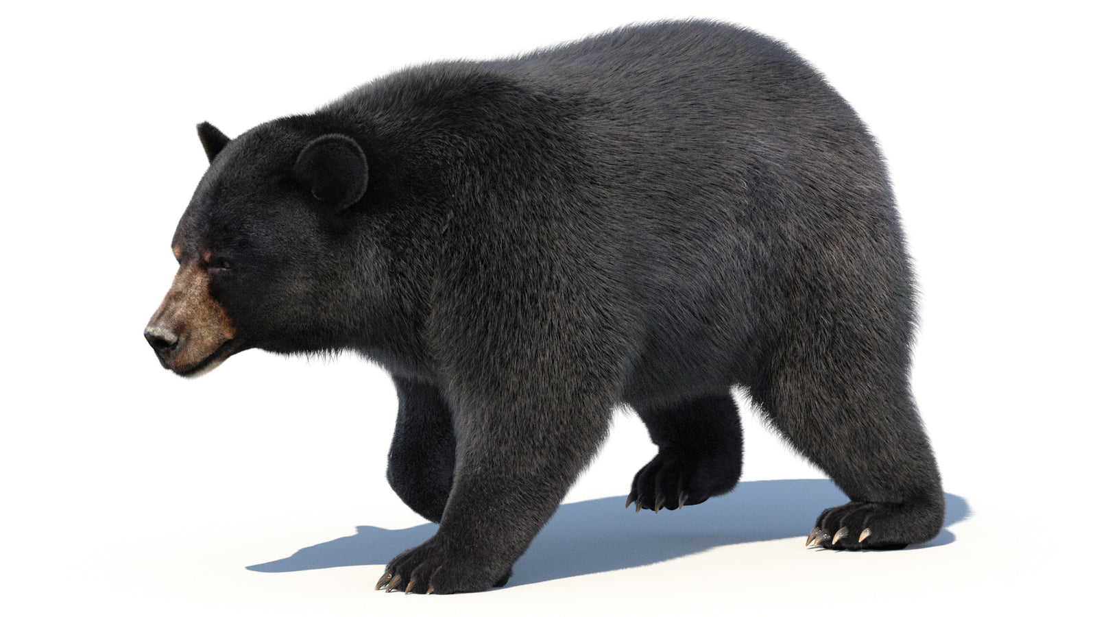 Animated Black Bear 3D Model with Fur Advanced 360° view 2 frame 15