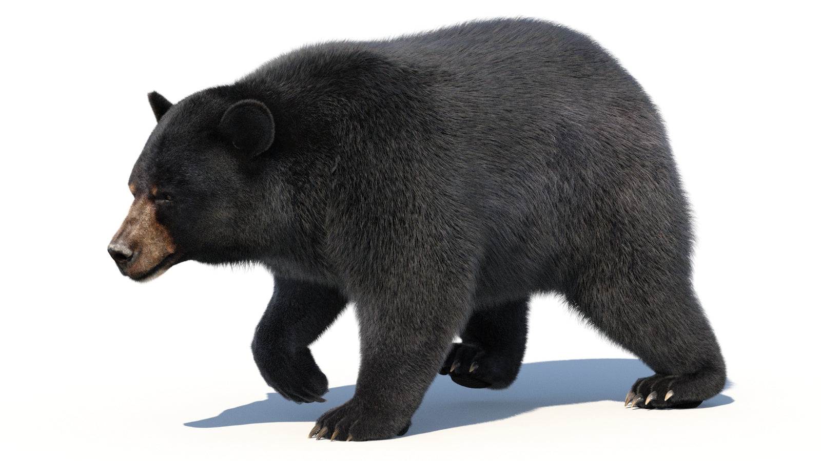Animated Black Bear 3D Model with Fur Advanced 360° view 2 frame 18