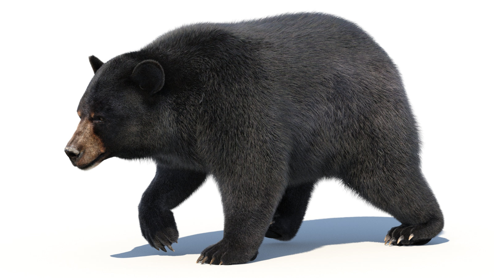 Animated Black Bear 3D Model with Fur Advanced 360° view 2 frame 20