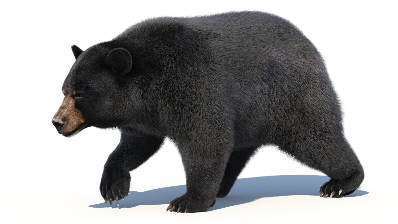 Animated Black Bear 3D Model with Fur Advanced 360° view 2 frame 22