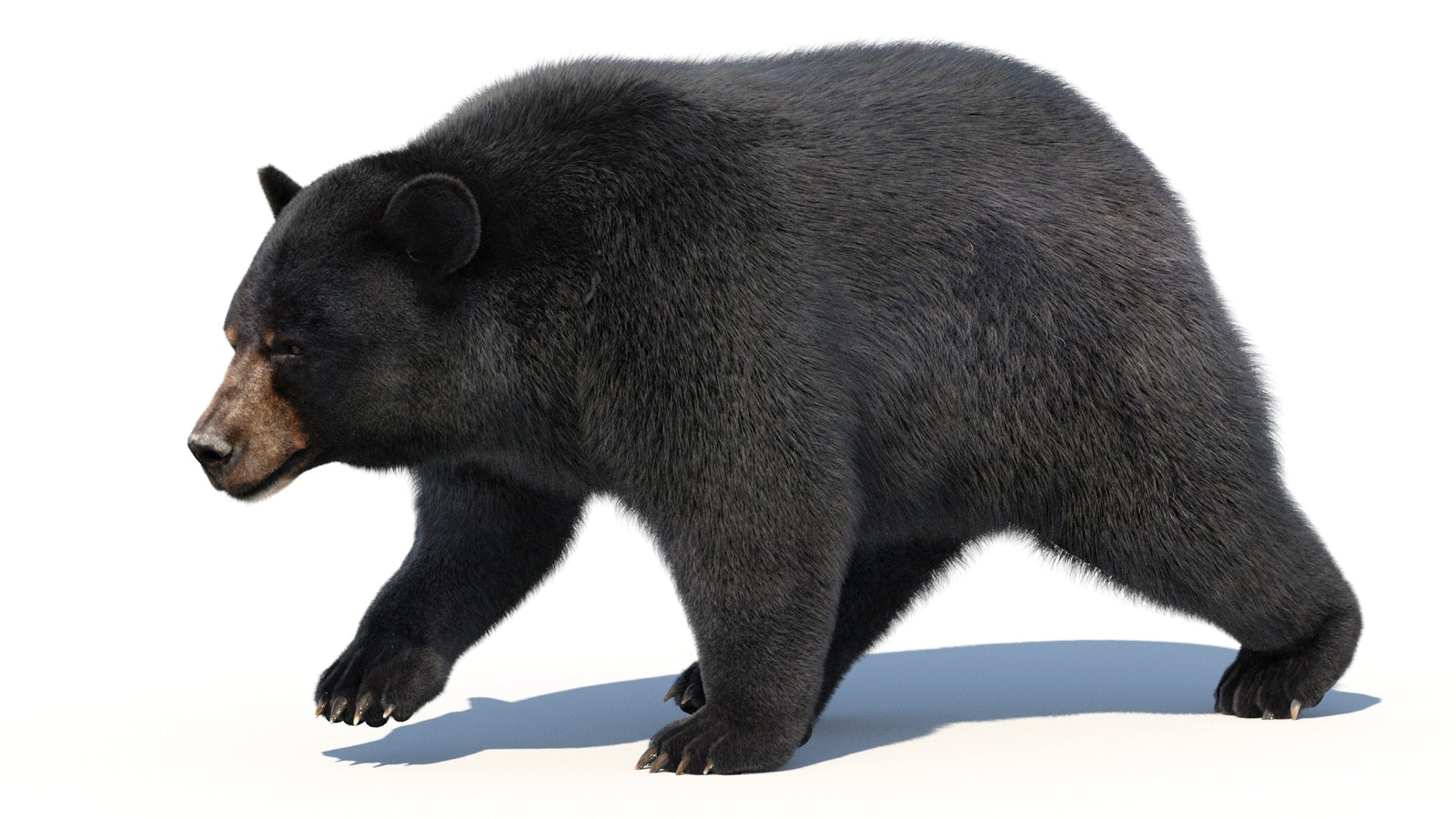 Animated Black Bear 3D Model with Fur Advanced 360° view 2 frame 24