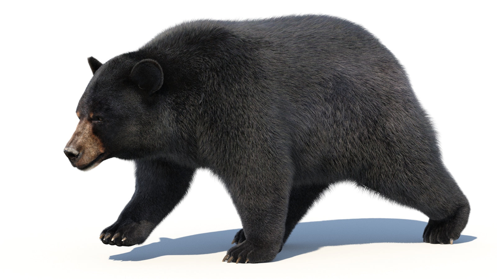 Animated Black Bear 3D Model with Fur Advanced 360° view 2 frame 25