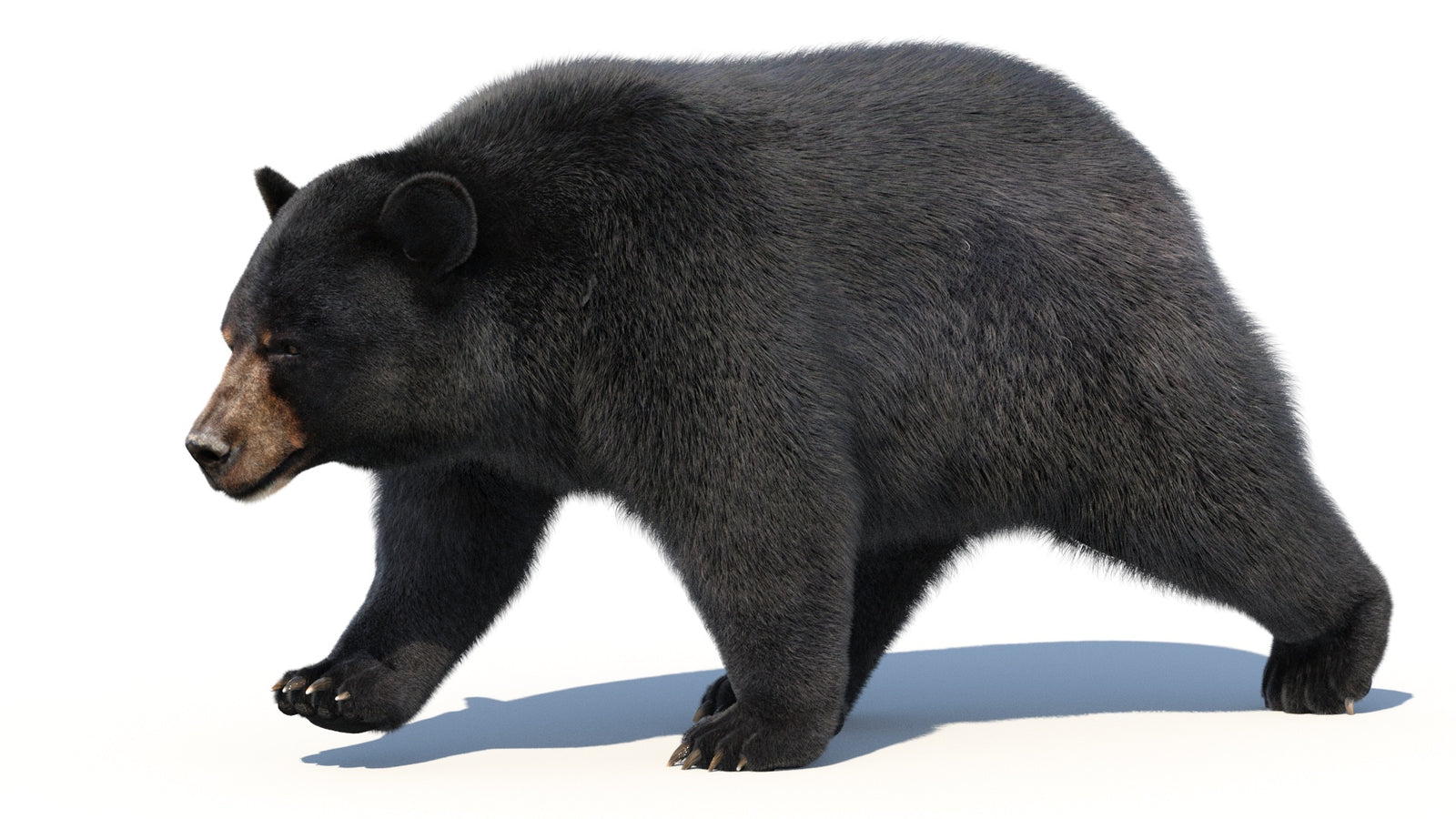 Animated Black Bear 3D Model with Fur Advanced 360° view 2 frame 26