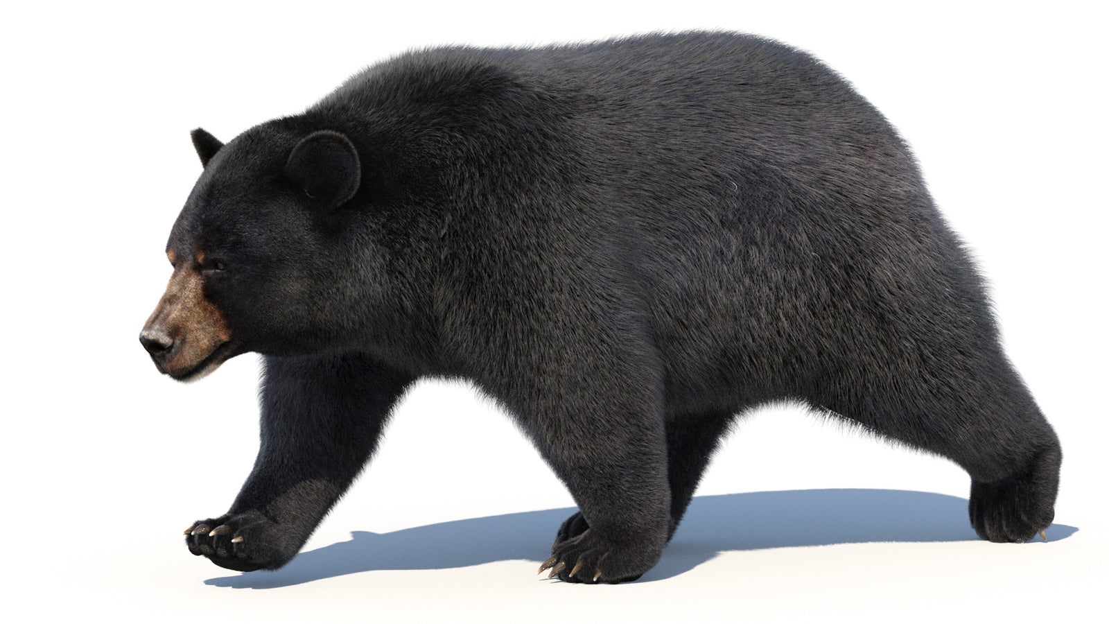 Animated Black Bear 3D Model with Fur Advanced 360° view 2 frame 28