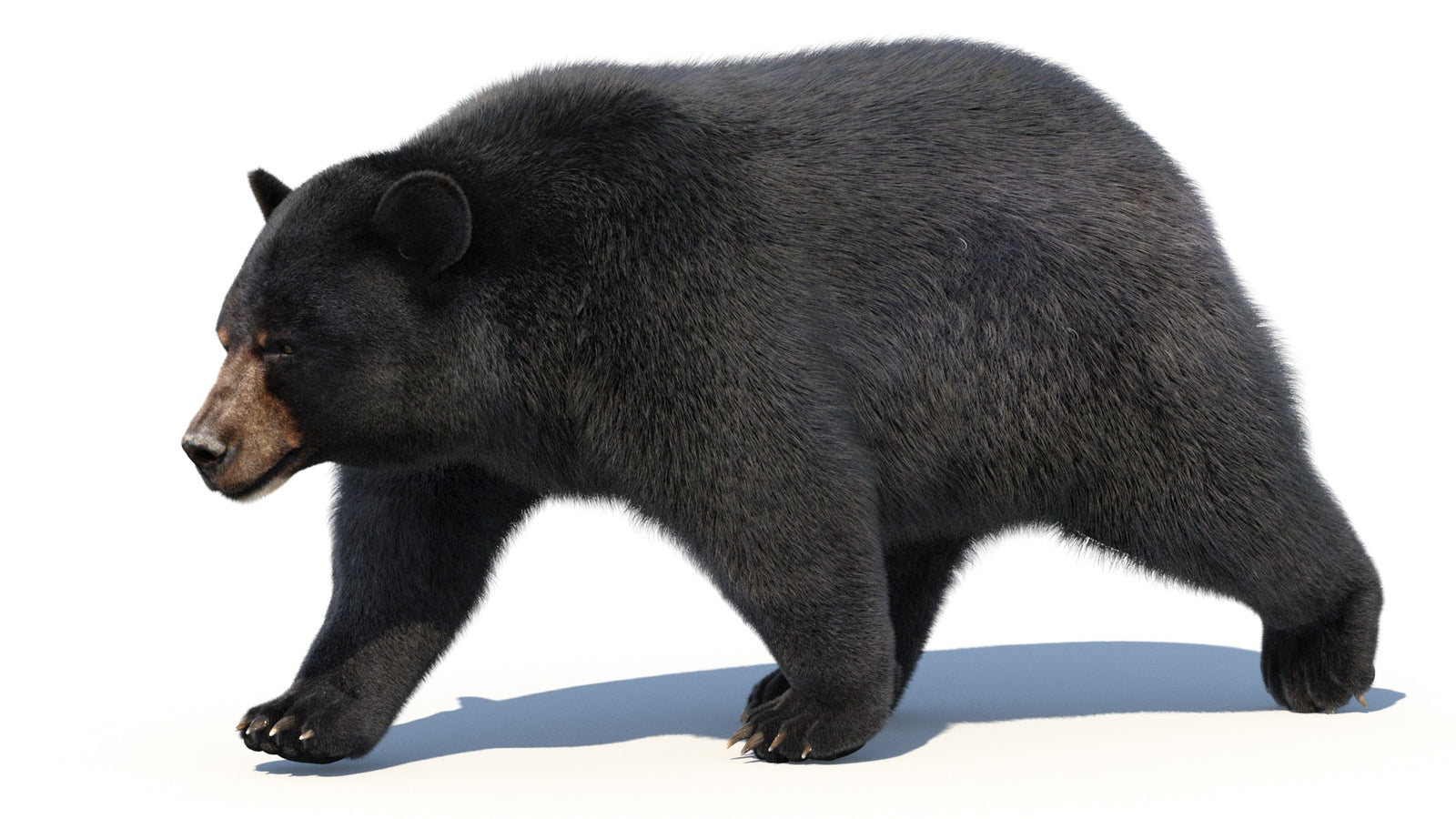 Animated Black Bear 3D Model with Fur Advanced 360° view 2 frame 29