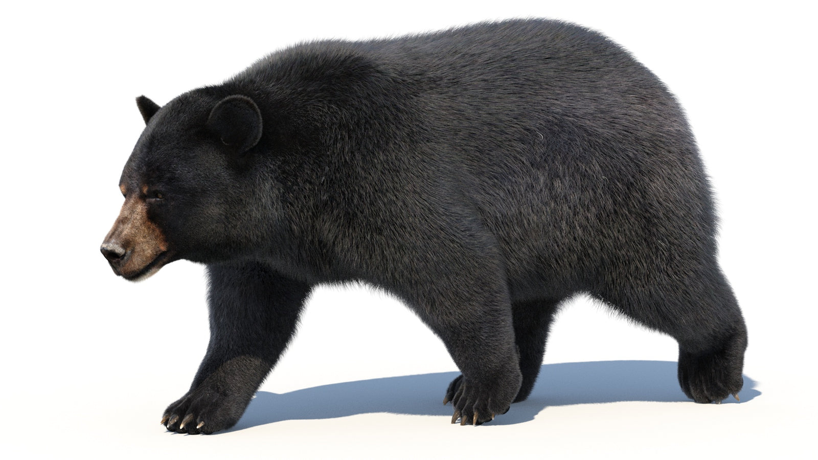 Animated Black Bear 3D Model with Fur Advanced 360° view 2 frame 32