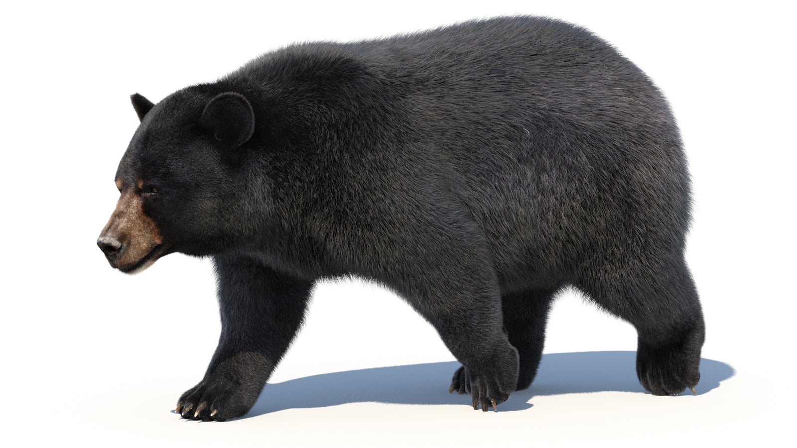Animated Black Bear 3D Model with Fur Advanced 360° view 2 frame 34